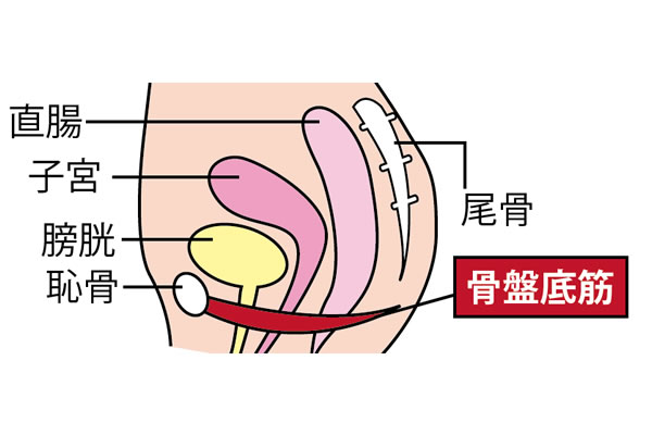 骨盤底筋