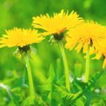 たんぽぽ茶の妊活効果とは？妊活中の女性に人気の理由をわかりやすく紹介